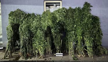 PDI incauta más de 300 plantas de cannabis en predio forestal de Constitución