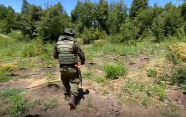 Desmantelan mega-plantación de marihuana en la precordillera de Curicó: Cuidador en prisión preventiva