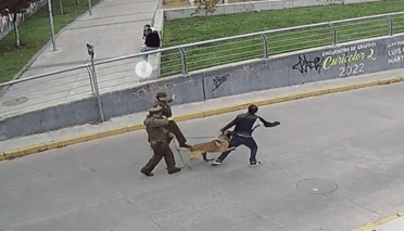 ¡Héroe de cuatro patas! Ejemplar canino "Jack" frustra robo y detiene a ladrón de bicicleta en Curicó