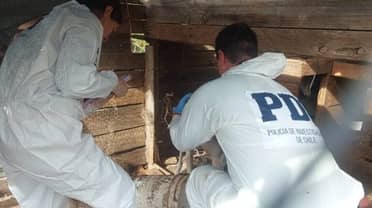 PDI detiene a imputado en Sagrada Familia por maltrato animal: mantenía siete perros en condiciones deficientes