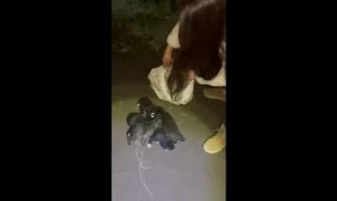 Carabinero rescata a cinco cachorros abandonados adentro de un saco en Molina