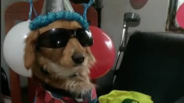 Julio "El Bakán": Perro rescatado en Curicó conmueve al mundo con su emotivo cumpleaños