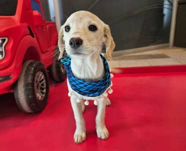 La Pandilla y San Francisco de Asís se presentarán con campaña de adopción en Mall Curicó