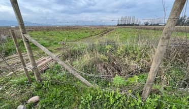 Roban 800 patrones de cerezos Santina a emprendedor de Teno: Pérdidas superan los $2.5 millones