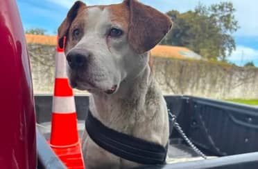 Municipio de Curicó presentó querella por caso de maltrato animal denunciado en redes sociales