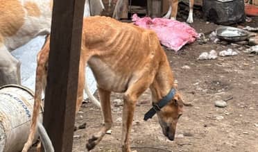 Rescatan a siete perros en condiciones deplorables en Curicó