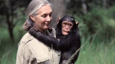 Fallece Jane Goodall, la "revolucionaria" etóloga que dedicó su vida a trabajar con chimpancés