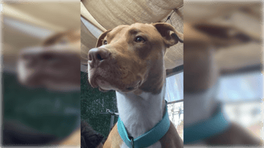 Dramático llamado de dueño para encontrar a su perro "Sirius" tras ser atropellado en Curicó