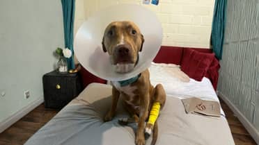 La odisea de Sirius: El perro Pitbull extraviado que movilizó a una ciudad entera y demostró el poder de las redes