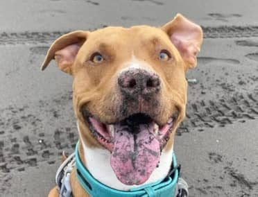 ¡Apareció Sirius! Perrito fue encontrado vivo en Curicó
