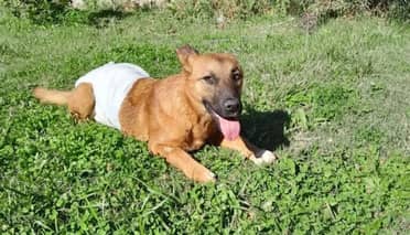 "Sería bueno que lo cerrarán": Agrupación animalista pide medidas extremas por contaminación en Lago Vichuquén
