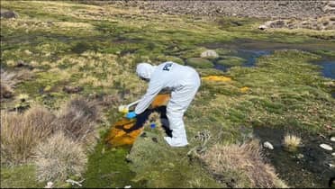 Derrame de aceite en Lago Chungará causa muerte de fauna protegida y pone en riesgo a más de 80 aves
