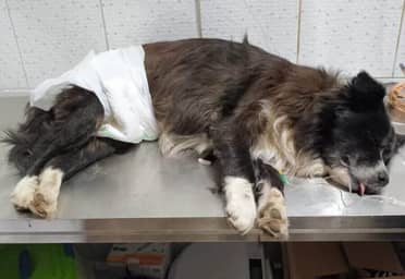 Alerta en Lago Vichuquén: Sospechan presencia de alga tóxica tras intoxicación grave de mascotas