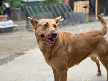 "Kira" sigue a la espera de un hogar tras ser víctima de maltrato en Curicó