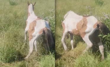 Alarma por maltrato animal: Caballar en desnutrición extrema es hallado en Sarmiento y piden rescate urgente