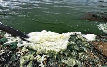 Muestras de agua del Lago Vichuquén son enviadas a Puerto Montt para determinar contaminación