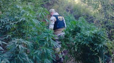 Rauco: PDI incauta plantaciones de cannabis avaluadas en más de 670 millones de pesos