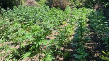 OS7 erradica cerca de dos mil plantas de cannabis en la precordillera del Maule