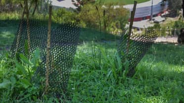 Pulmón verde de Curicó: Avanza restauración del Parque Cerro Condell con más de 8 hectáreas de bosque nativo