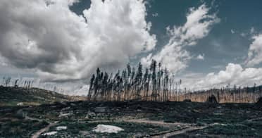 Definen hoja de ruta contra incendios en el Maule: Municipios reciben planes técnicos y confirman prohibición total de quemas