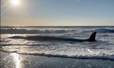 Gigantesca ballena varó en el sector La Trinchera de Curepto