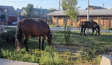 "No es llegar y llevar": Experto advierte sobre las complejidades técnicas de la ordenanza para retirar caballos callejeros en Curicó