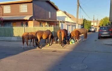 Concejal Cheyre propone ordenanza para retiro de caballos sueltos en Curicó