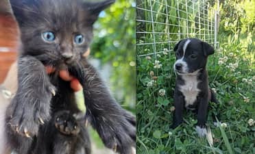 "Amigos del Corazón": Curicó inicia el 2026 con jornada masiva de adopción para combatir el abandono animal