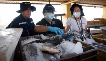 Ojo con los mariscos: Seremi de Salud entrega claves para comprar seguro tras fiscalización en la costa