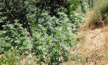 Vichuquén: Carabineros descubre plantación de marihuana mientras realizaba campaña contra incendios forestales