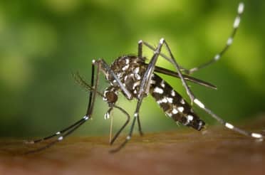 Minsal confirma presencia del mosquito Aedes aegypti en Chile