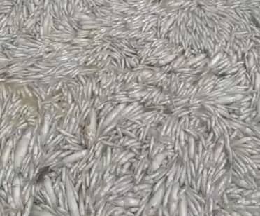 "Kilómetros de peces muertos": Alerta sanitaria en Llico por masiva mortandad en la desembocadura del estero