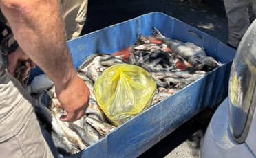 Alerta sanitaria en la Feria de las Pulgas: Decomisan venta ilegal de pescados sin cadena de frío