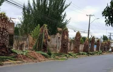 Municipio de Molina denuncia a CGE por poda indiscriminada de palmeras y anuncia oficio a la empresa