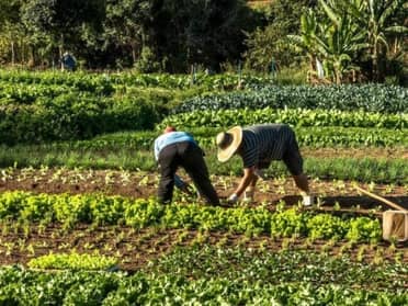 Mercado laboral en alerta: Región del Maule registra un 33,5% de informalidad y supera ampliamente el promedio nacional, según estudio