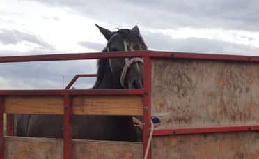 PDI recupera dos caballos sustraídos en investigación por abigeato