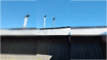 Vecina de Hualañé denuncia grave contaminación proveniente de panadería local