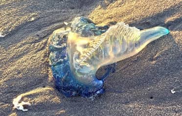 Armada confirma presencia de Fragata Portuguesa en el Maule pero descarta cierre de playas