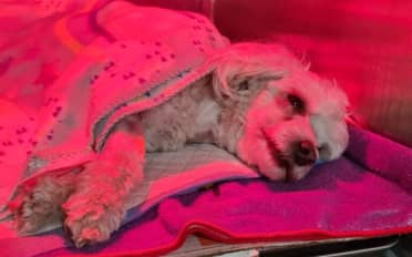 Murió perro atacado en Plaza de Hualañé: Su dueña pide justicia y tenencia responsable