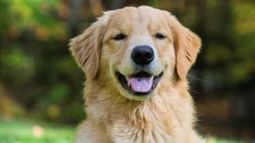 Hombre mata a perro Golden Retriever en Salamanca: dijo que lo confundió con un conejo