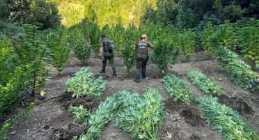 Decomisan casi 200 plantas de marihuana de hasta tres metros de altura en la comuna de Paredones