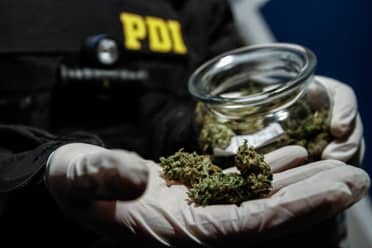 Longaví: PDI desbarata dos puntos de venta y cultivo de drogas en operativos simultáneos