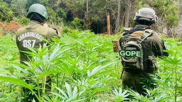 Operativo del OS7 y GOPE permite incautación de más de 2.400 plantas de cannabis en Vichuquén