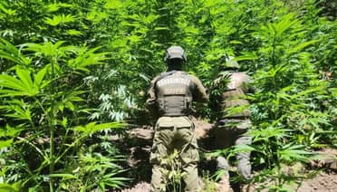 Potrero Grande: Descubren cultivo ilegal con miles de plantas de marihuana en Quebrada El Manzano