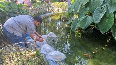 Incorporan 30 nuevos peces Koi a la pileta de la Plaza de Armas de Curicó: llaman a la comunidad a cuidarlos