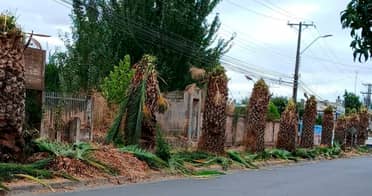 CGE responde tras polémica poda en Lontué: "El objetivo es garantizar la continuidad del suministro y evitar cortes"