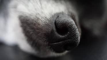 Horror en Valdivia: Hallan tres perros muertos y dos en grave desnutrición en un inmueble