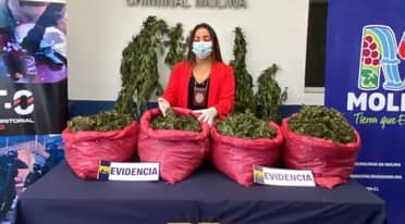 PDI incauta millonario cargamento de droga y más de 4 mil plantas de cannabis en la precordillera de Molina