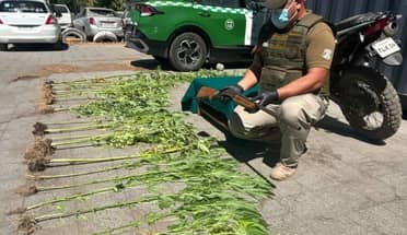 Carabineros detiene a sujeto con motocicleta robada, armamento y plantas de marihuana en Curicó
