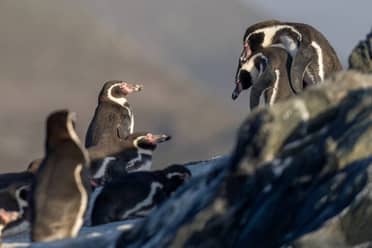 Colmevet advierte sobre riesgos en la salud pública tras el retiro de más de 40 decretos ambientales